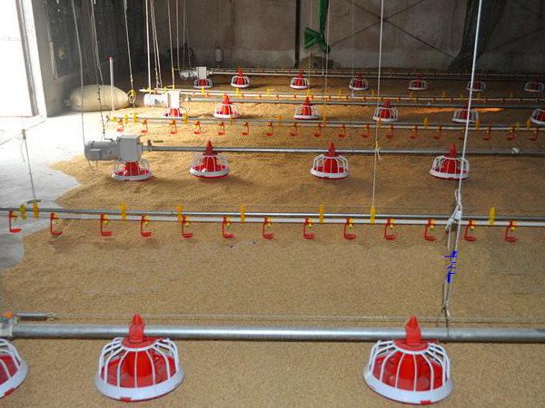 自動化肉雞平養(yǎng)設(shè)備